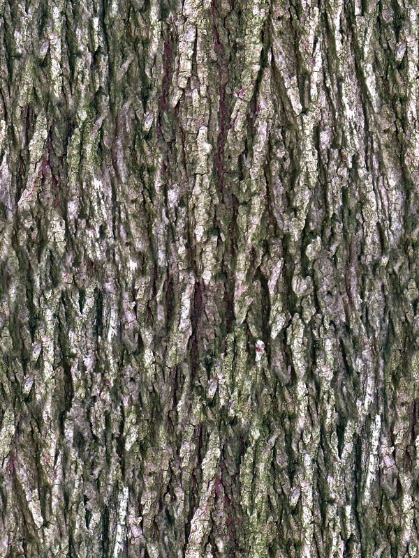 Бороздчатая кора дерева