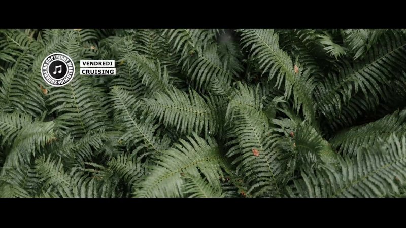 Папоротник Pakis salju Silver