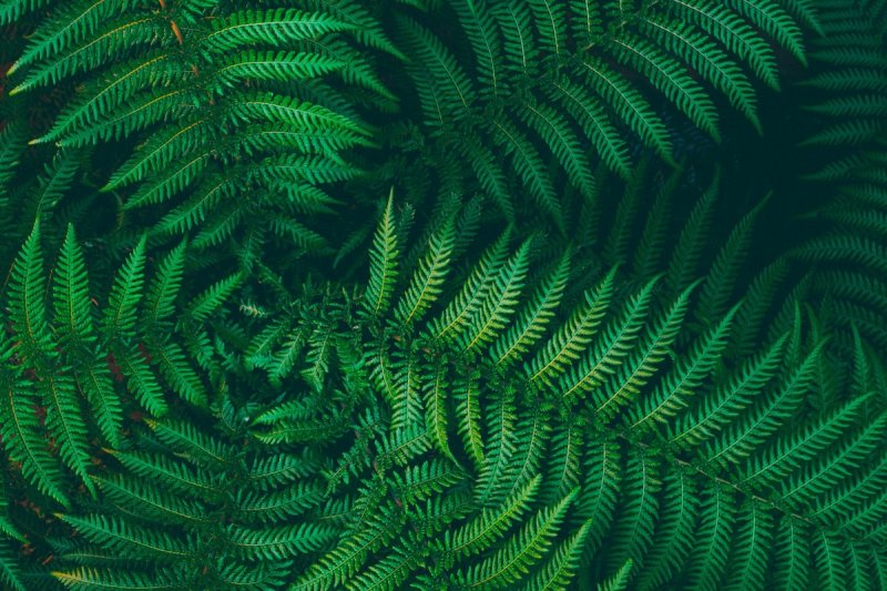 Папоротник Барнсли Фракталы