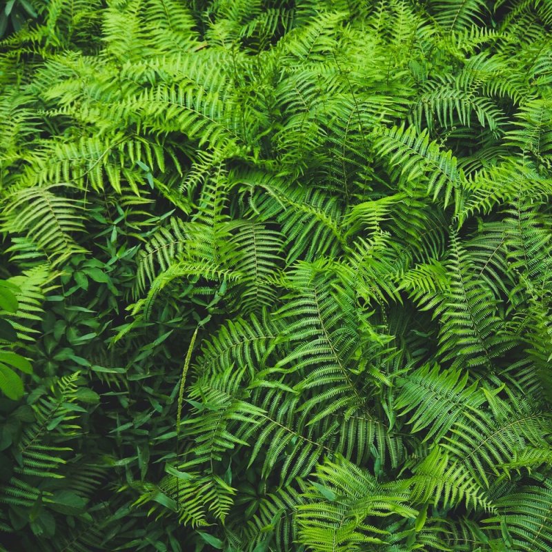 Микрограмма папоротник