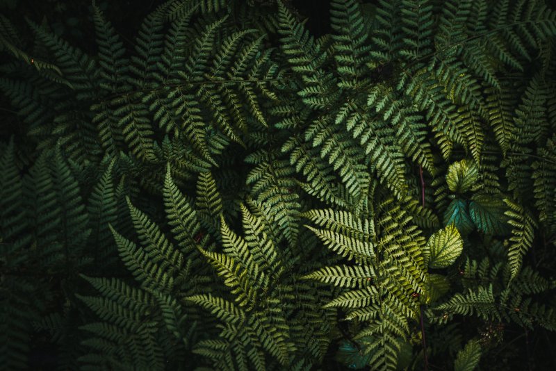 Заросли папоротника