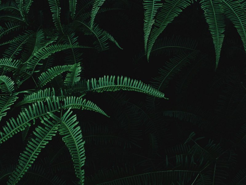 Папоротник куст