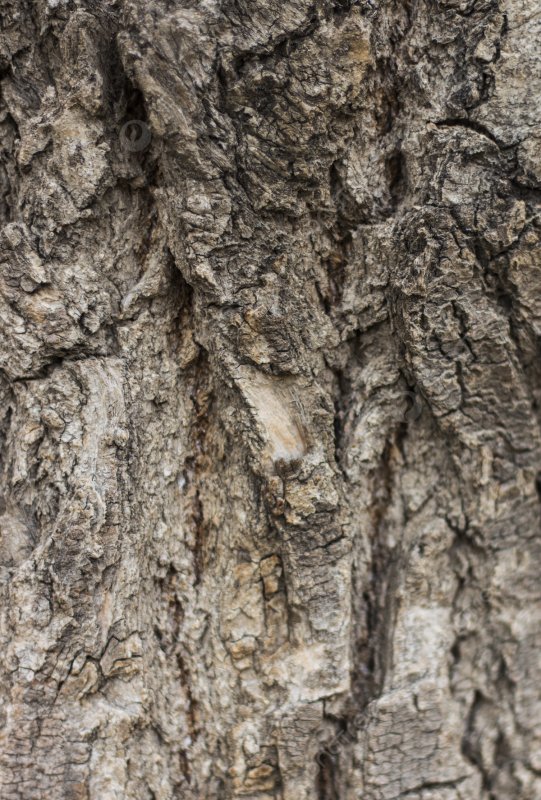 Текстура коры