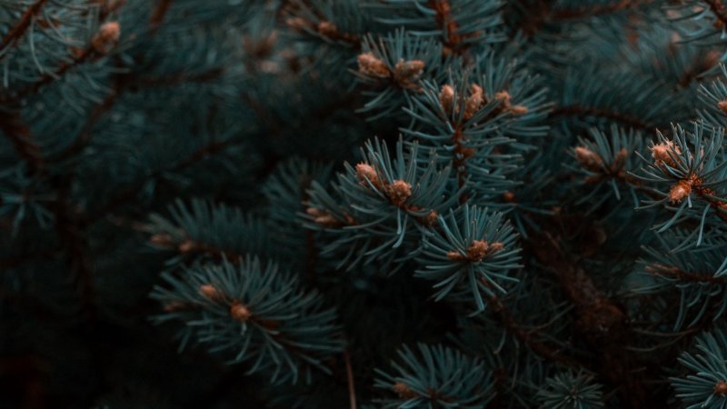 Голубая ель хвоя