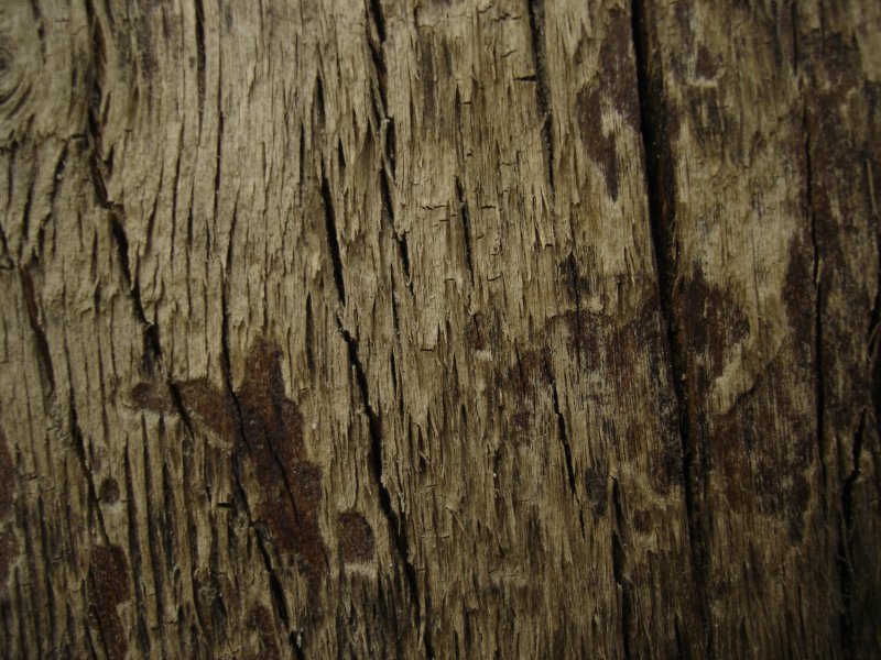 Текстура дерева