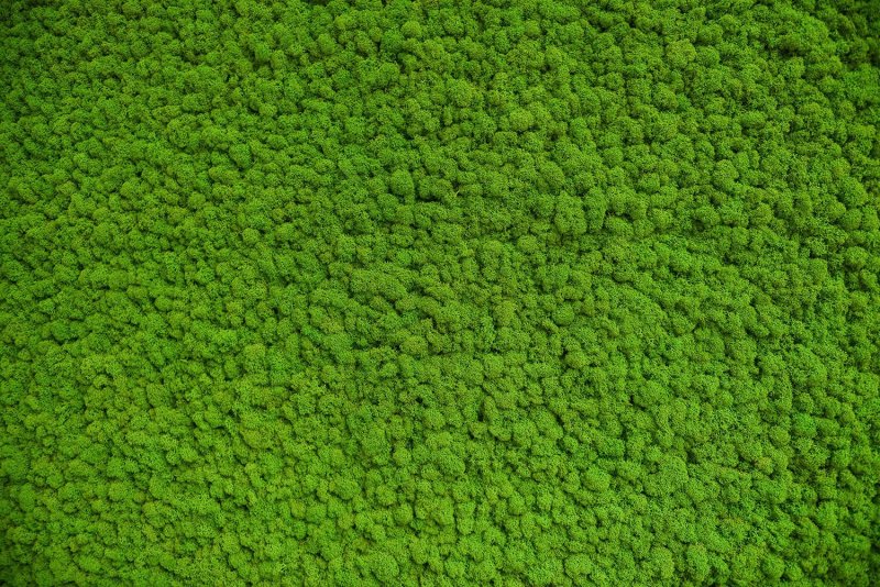 Фитостена мох текстура