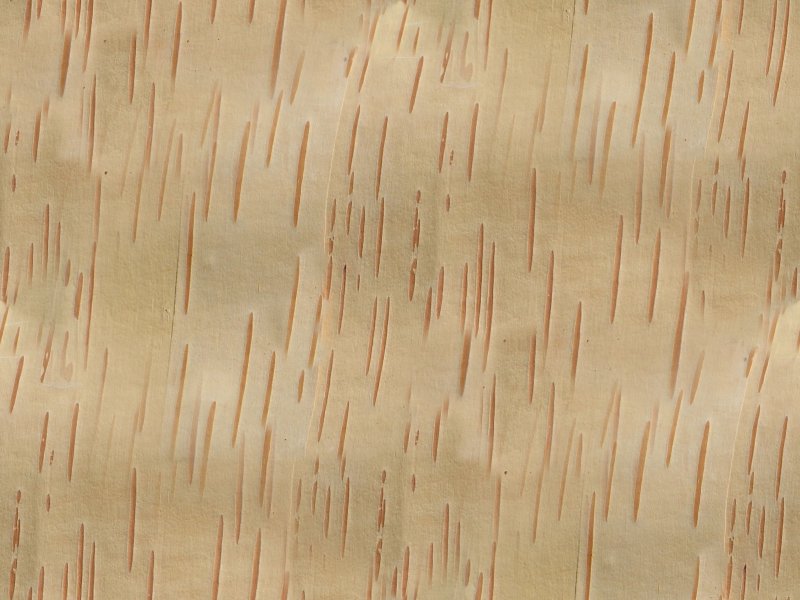 Береста кора березы