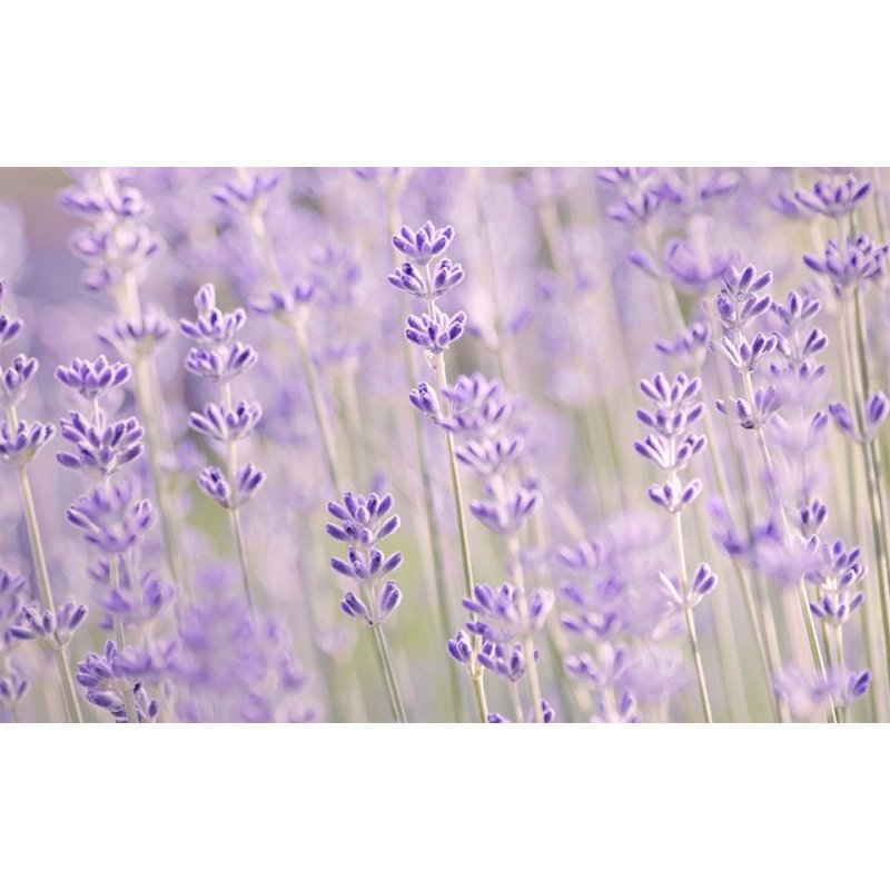 Лаванда узколистная Альба