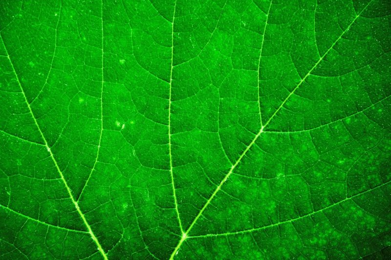 Красивые листочки