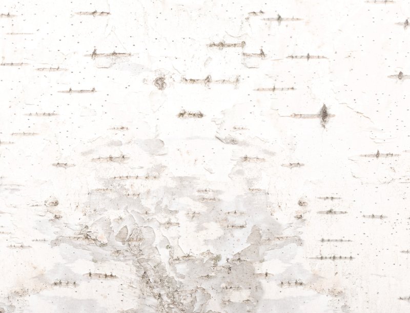 Текстура бересты