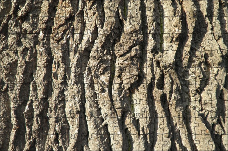 Дуб кедр кора