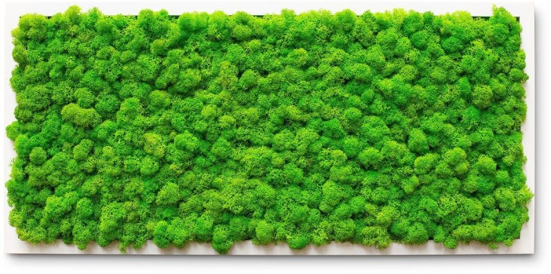 Мох ягель стабилизированный