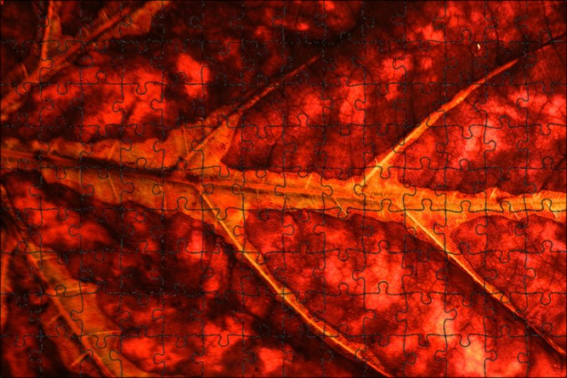 Текстура листа дерева