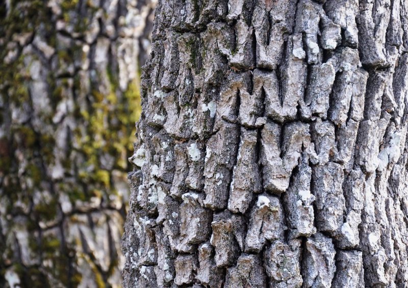 Кора дуба черешчатого