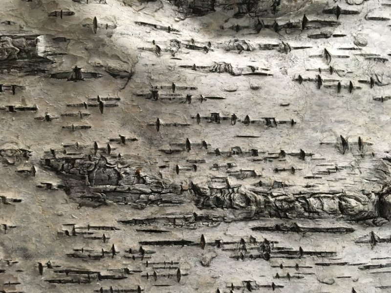 Фон береста Берёзовая кора