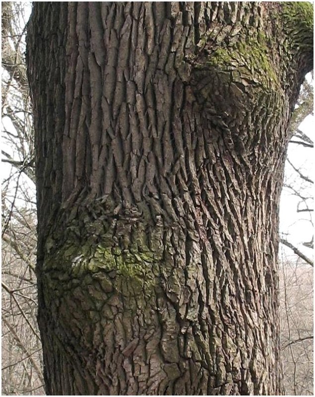Дуб черешчатый ствол