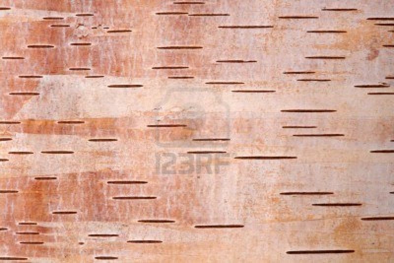 Текстура бересты