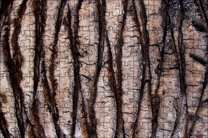 Бороздчатая кора дерева