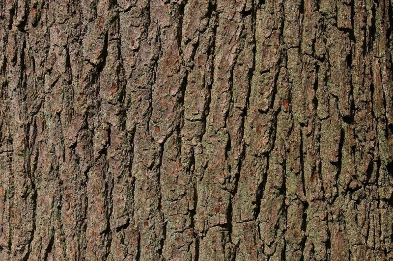 Альфа коры дерева