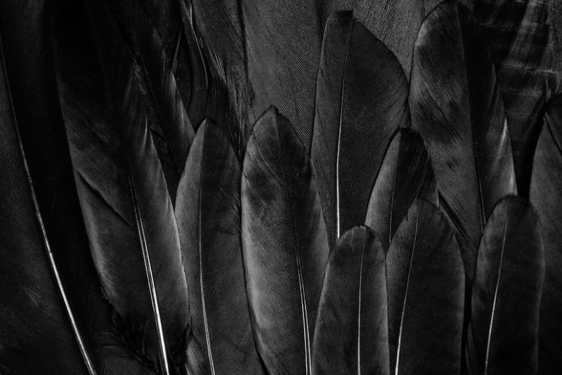 Черные перья