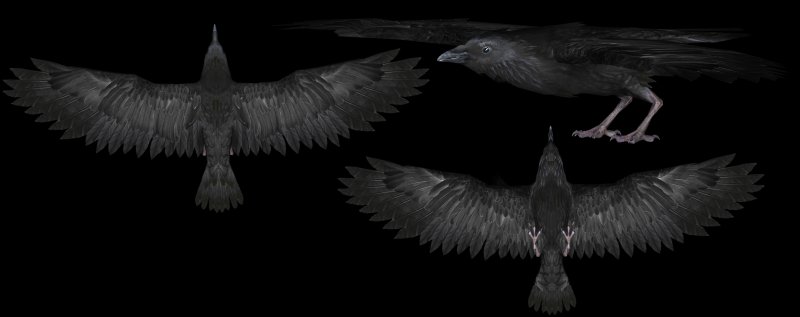 Крыло ворона