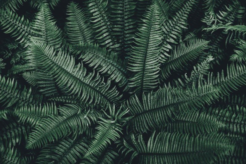 Папоротник Эстетика