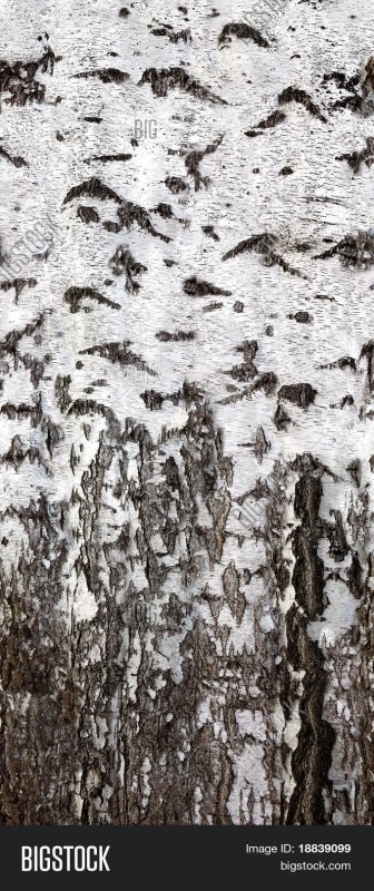 Березовая кора