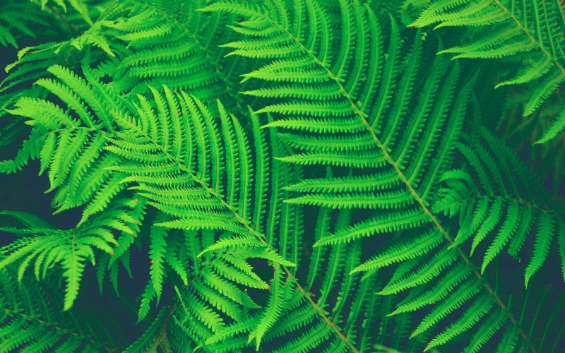 Папоротник Стенохлена