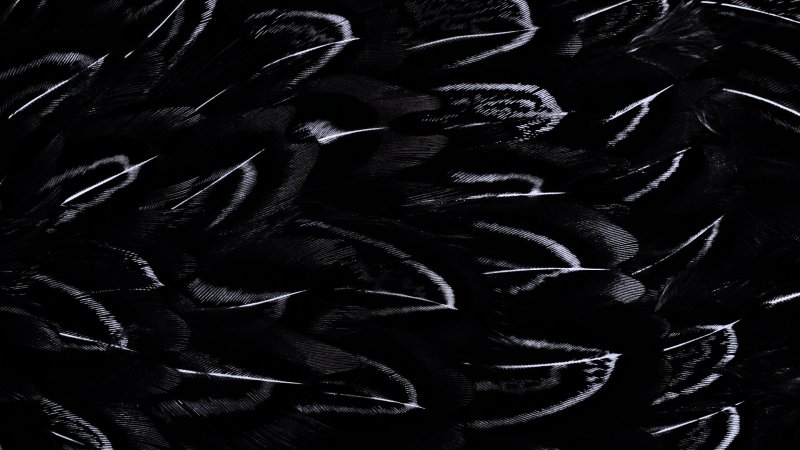 Перья текстура