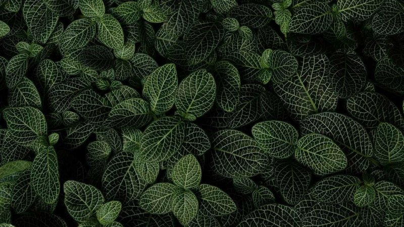 Фиттония Эстетика