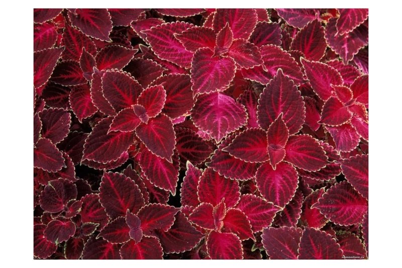 Семена колеус Блюме красный вельвет