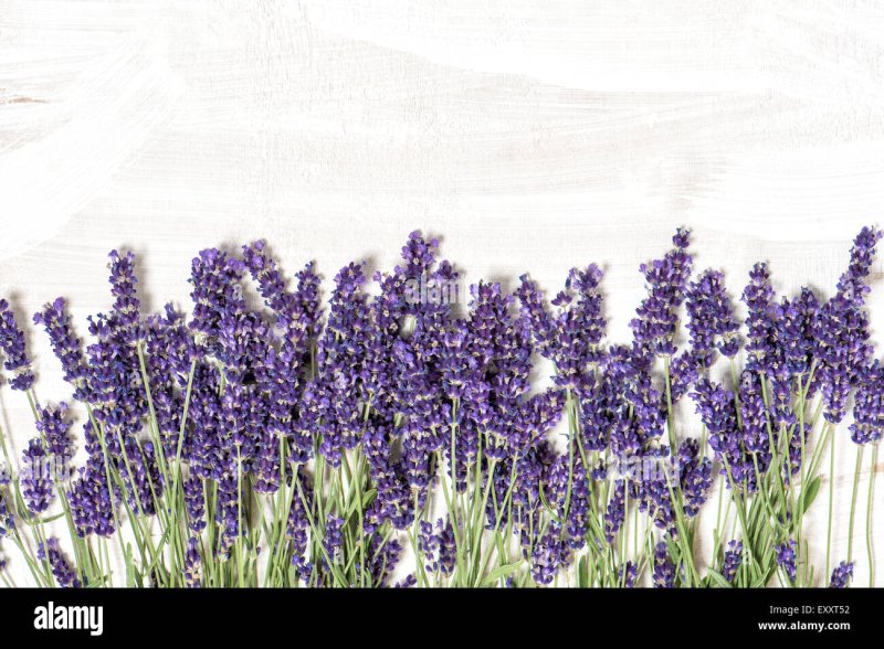 Лаванда цветок на белом фоне