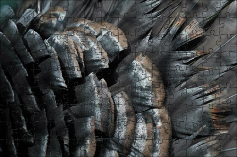 Черные перья