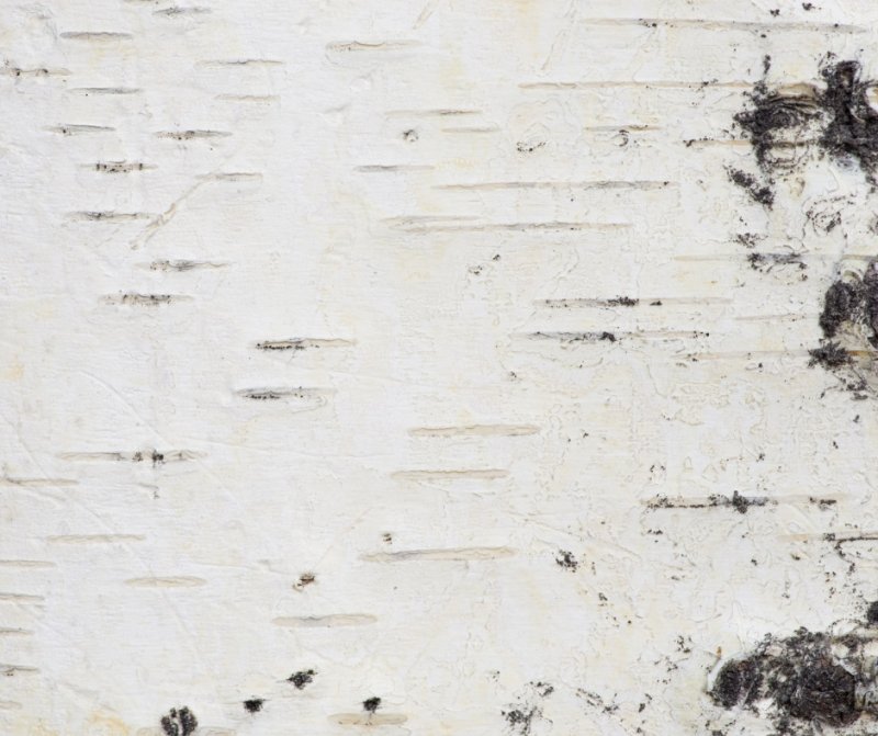 Березовая кора