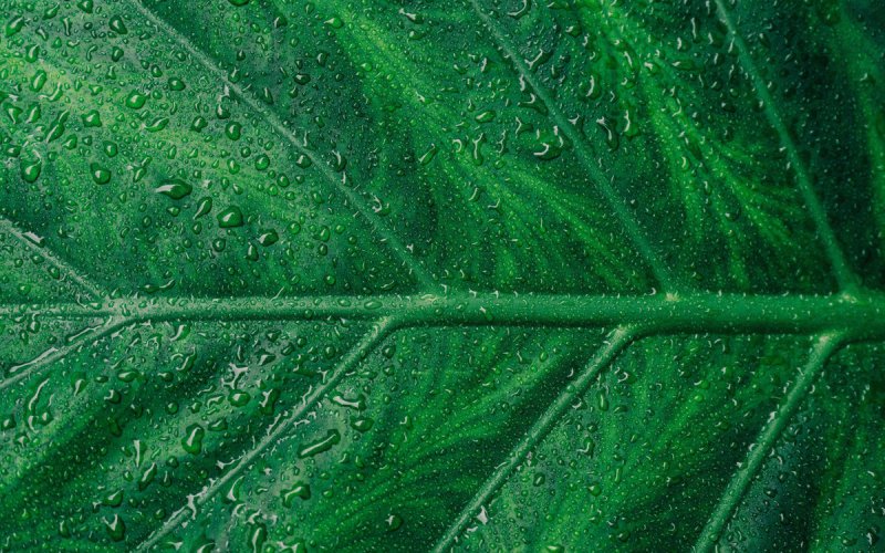 Прожилки листа