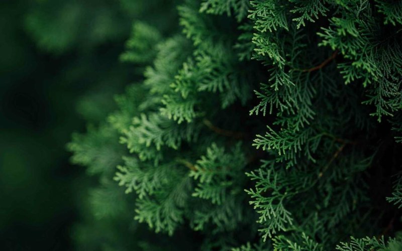 Туя папоротниковидная