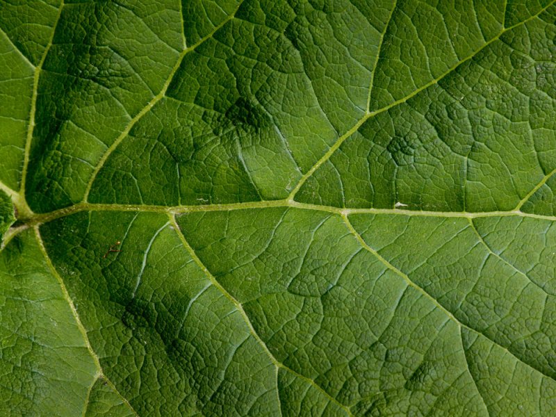 Зеленый лист