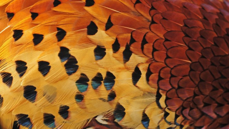 Красивые перья птиц