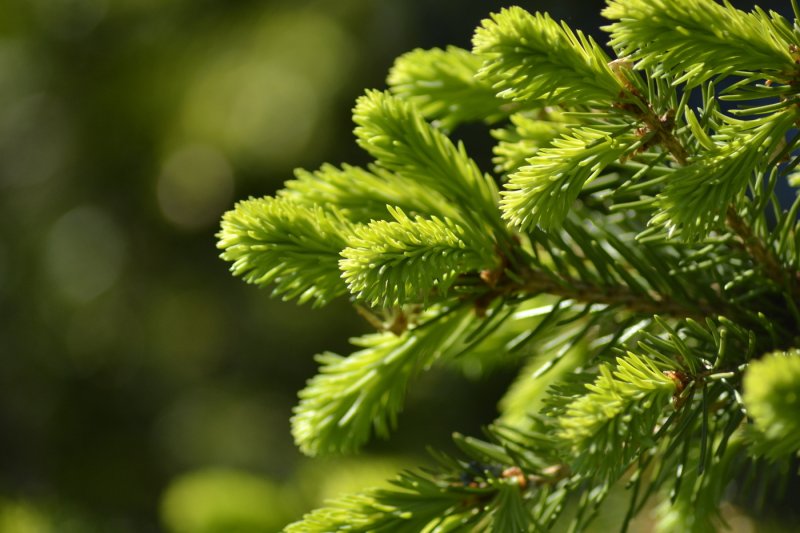 Еловая, Пихтовая, Сосновая лапы