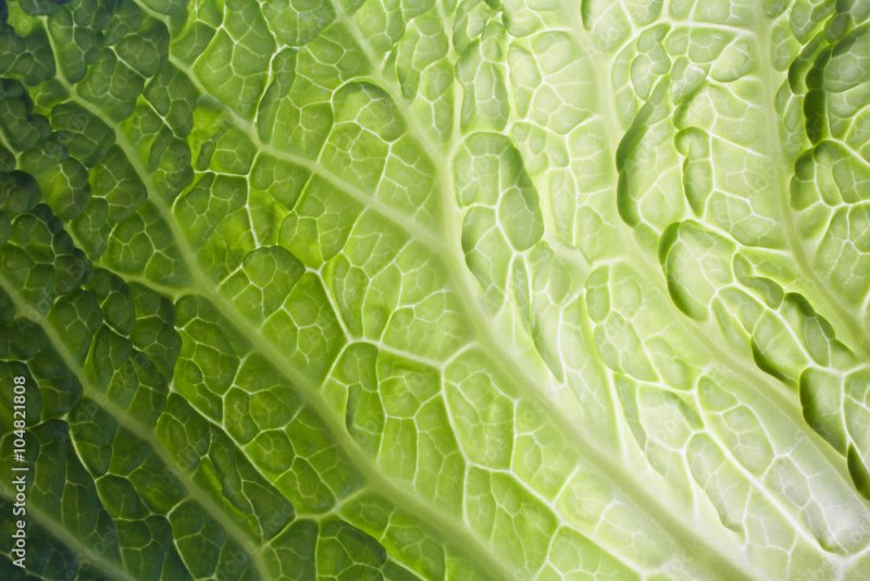 Капуста текстура