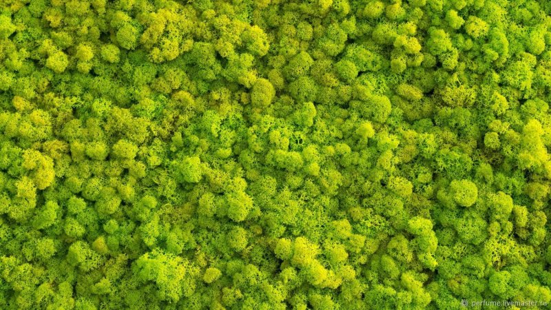 Мох фактура