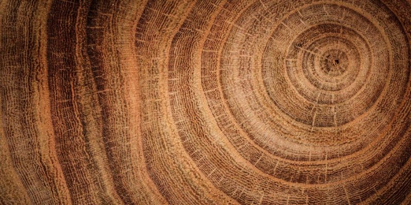 Годичные кольца древесины Секвойя
