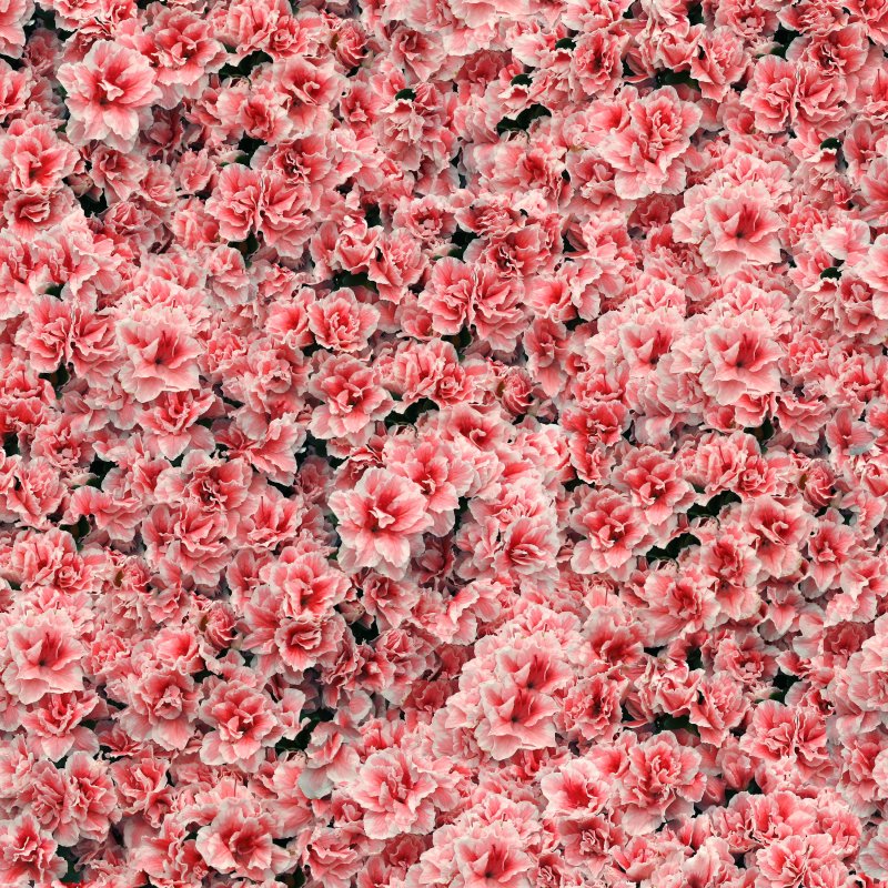 Цветы вид сверху