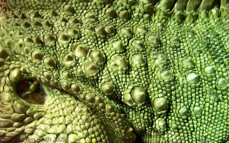 Dragon Skin – «шкура дракона»