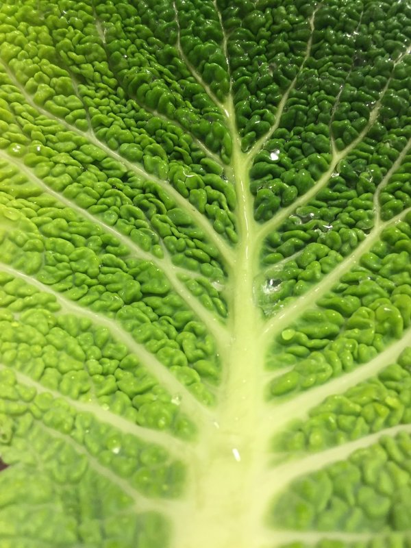 Капустный лист