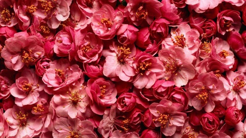 Цветочный фон