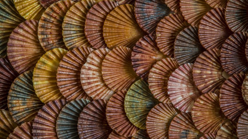 Текстура ракушки