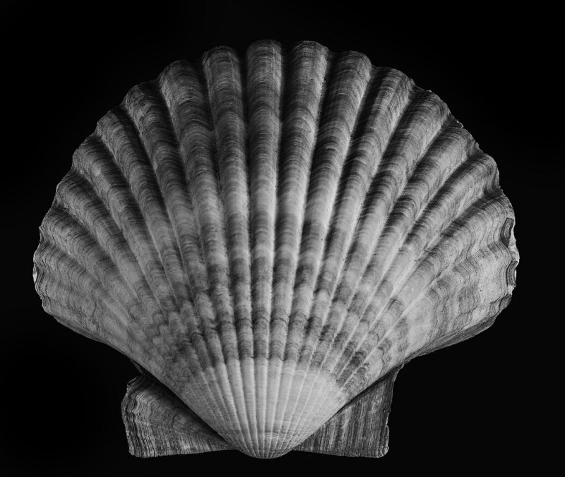 Фактура ракушки