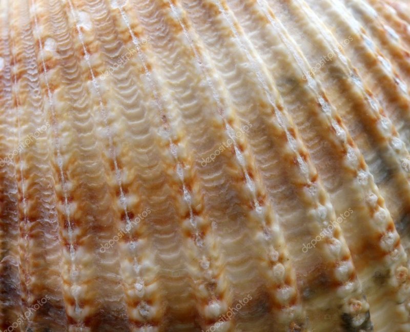 Текстура ракушки
