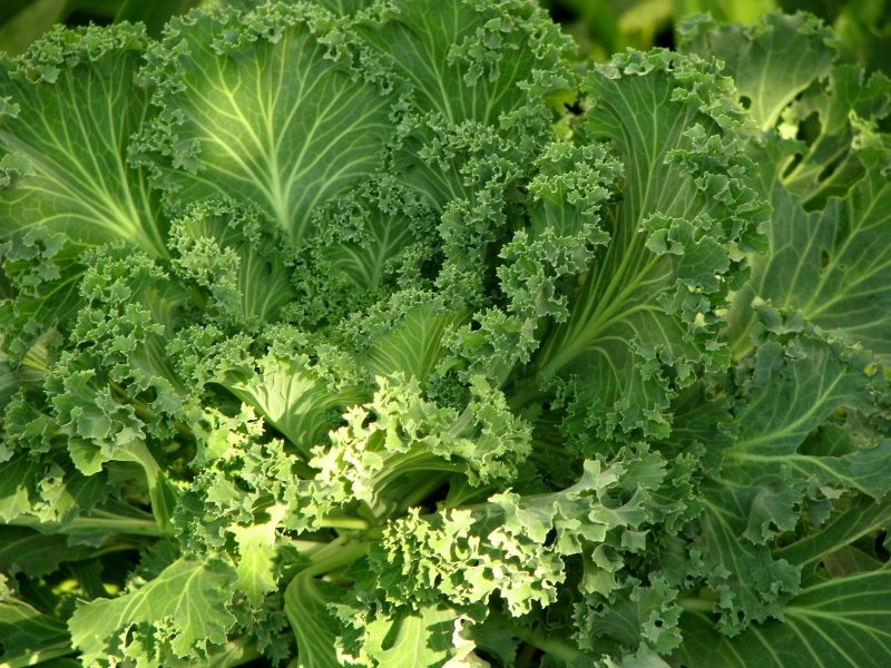 Капуста текстура